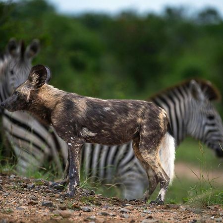 Leopard Sands Kruger Park 스쿠쿠자 외부 사진