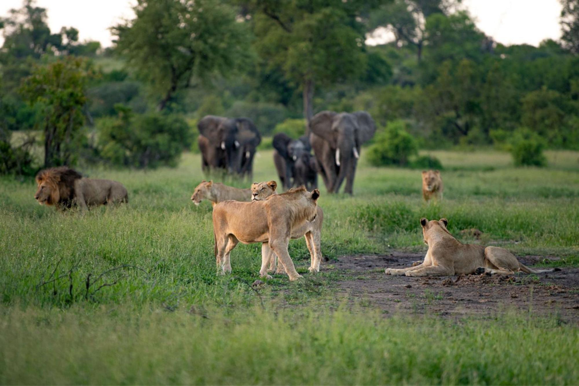 Leopard Sands Kruger Park 스쿠쿠자 외부 사진