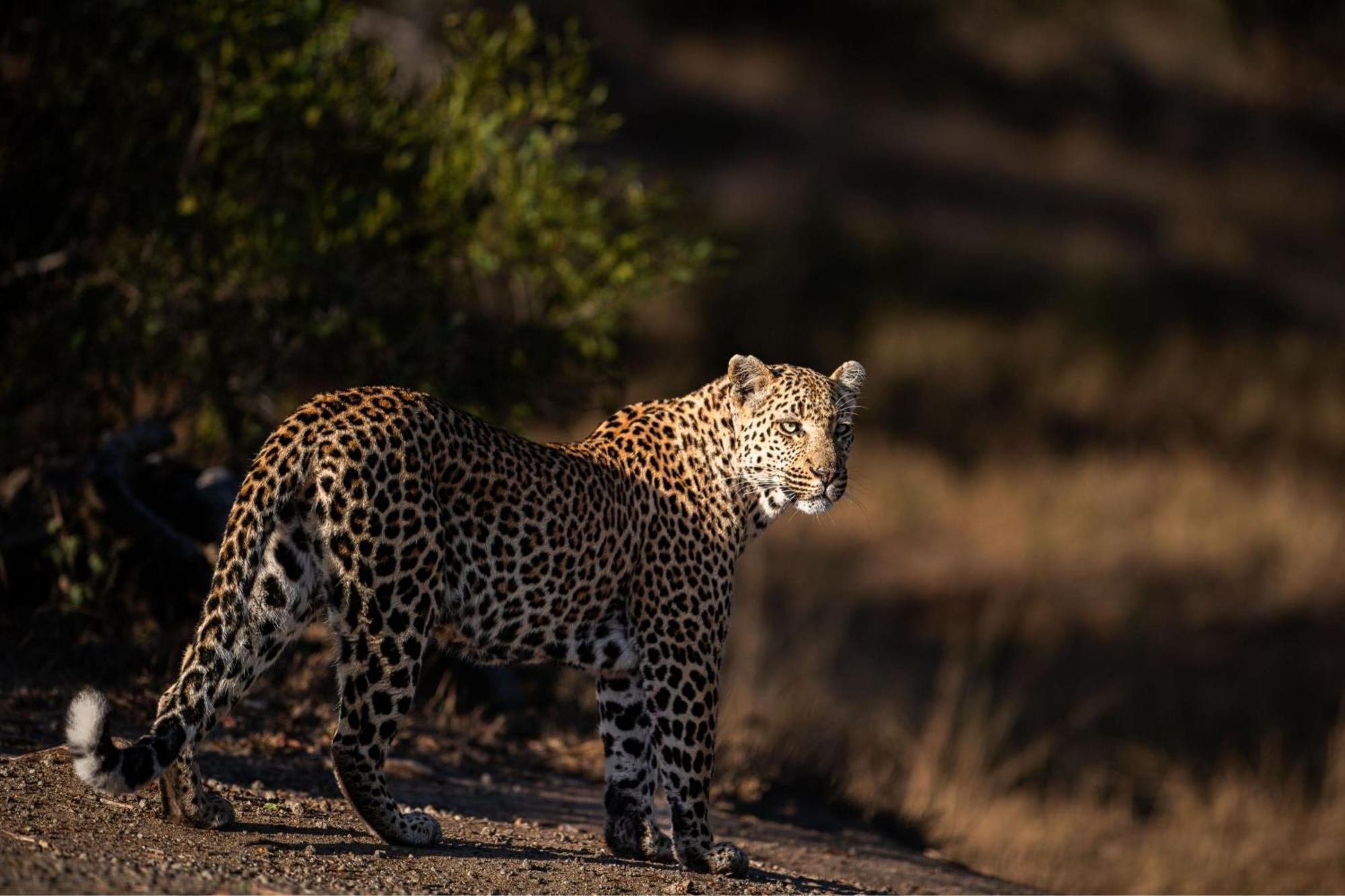 Leopard Sands Kruger Park 스쿠쿠자 외부 사진