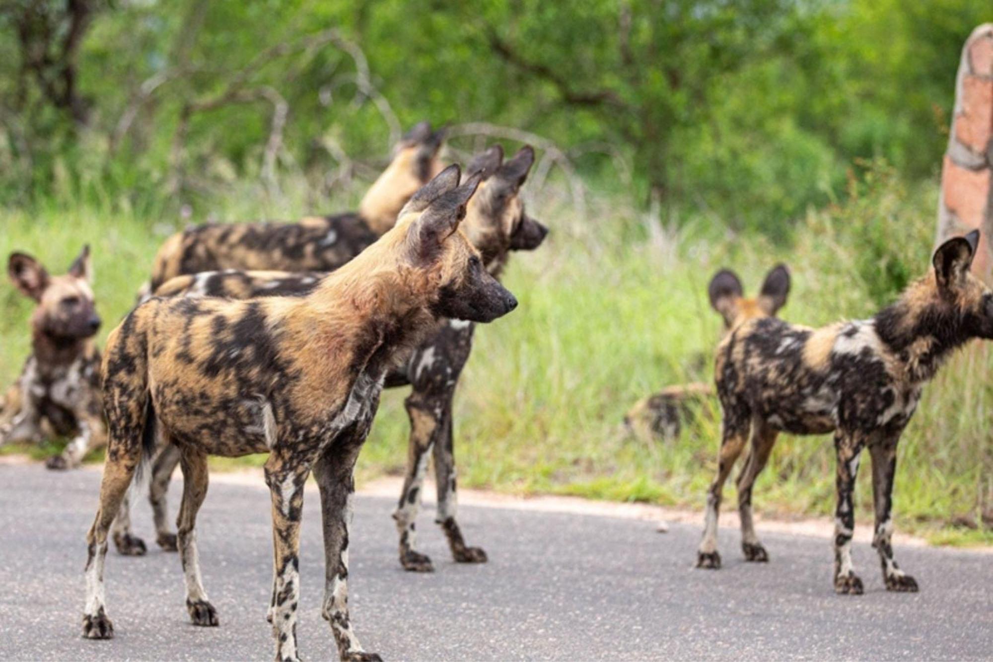 Leopard Sands Kruger Park 스쿠쿠자 외부 사진
