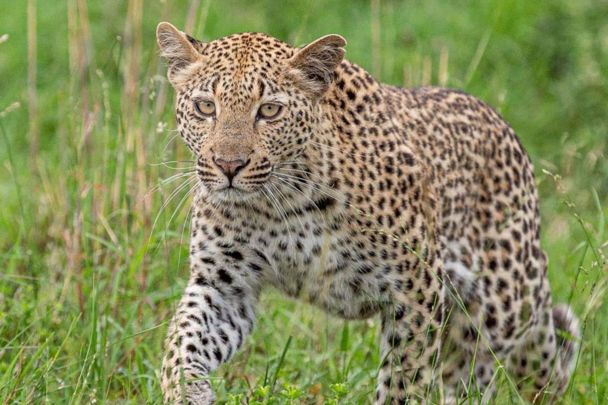 Leopard Sands Kruger Park 스쿠쿠자 외부 사진