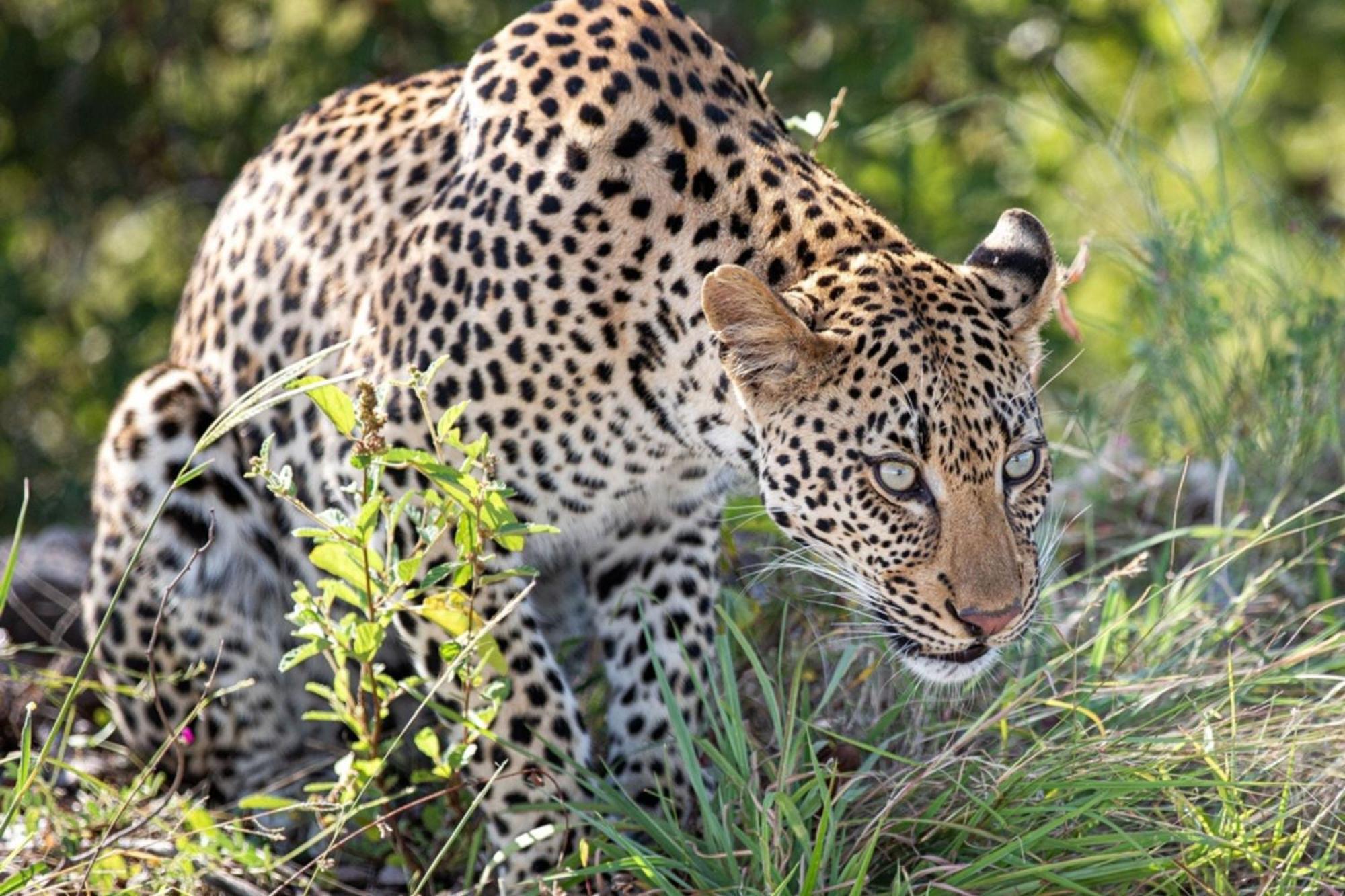 Leopard Sands Kruger Park 스쿠쿠자 외부 사진