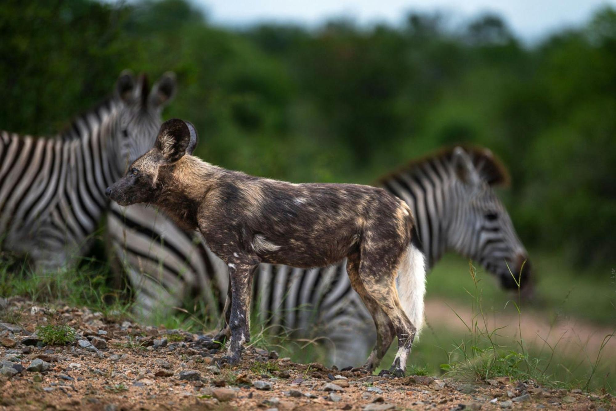 Leopard Sands Kruger Park 스쿠쿠자 외부 사진